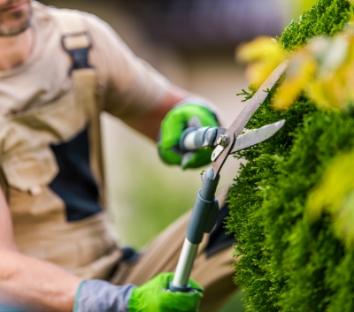 Professional landscaper clipping a bush